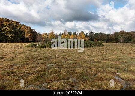 Große Hügel, die von gelben Wiesenameisen (Lasius flavus) im New Forest in Großbritannien produziert werden Stockfoto