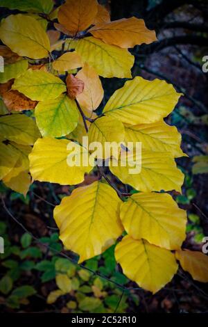 Porträtansicht von goldenen Buchenblättern im Herbst Stockfoto