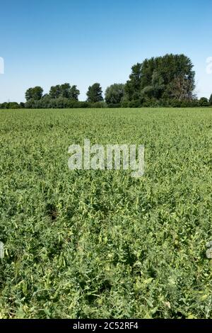 Die Ernte der Erbsen, die in einem Bauernfeld wachsen. Stockfoto