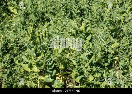 Die Ernte der Erbsen, die in einem Bauernfeld wachsen. Stockfoto