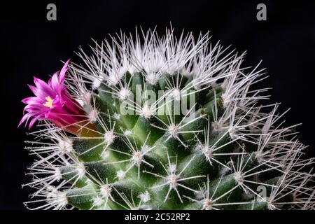 Rosa Blume auf einer Kaktuspflanze vor schwarzem Hintergrund fotografiert Stockfoto