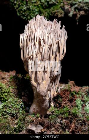 Korallenpilze (Ramaria sp.) - Brevard, North Carolina, USA Stockfoto