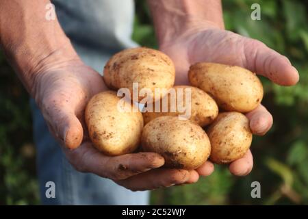 Nahaufnahme der Hände eines Mannes mit frisch gepflückten Kartoffeln, Griechenland Stockfoto