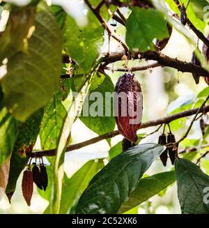 Schokolade Cocoapods Stockfoto