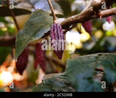 Schokolade Cocoapods, Minca, Kolumbien, Südamerika Stockfoto