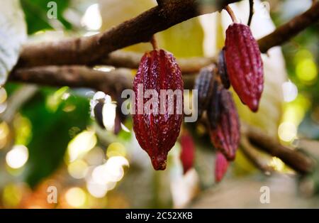 Schokolade, Cocoapods, Kakao, Kakaobohne, Kakao, Bohnen, Landwirtschaft, Bauernhof, kolumbien, Südamerika, Minca, Obst, rot, Pflanze, Natur, grün, Lebensmittel, gard Stockfoto