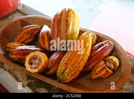 Schokolade Cocoapods, Minca, Kolumbien, Südamerika Stockfoto