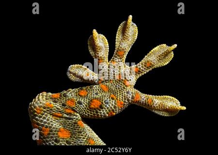Nahaufnahme eines Gecko-Fußes mit Geflecktem Haus Stockfoto