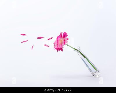 Gerbera in einer Vase mit fliegenden Blütenblättern Stockfoto