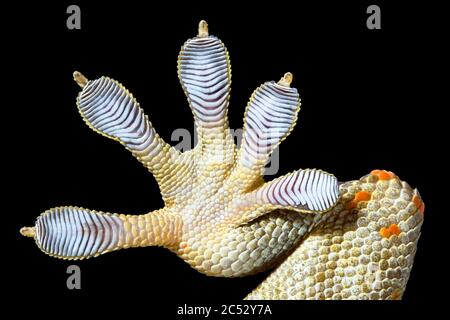 Nahaufnahme eines Gecko-Fußes mit Geflecktem Haus Stockfoto