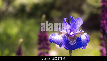 Iris versicolor ist eine blühende krautige mehrjährige plantblaue Flagge auf einem verschwommenen grünen Hintergrund Stockfoto