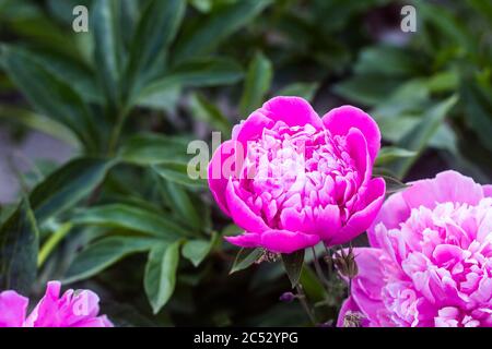 Rosa, violette Blütenstände der Pfingstrose, in voller Blüte und ungeöffneten Knospen, Hintergrund-Unschärfe, selektiver Fokus Stockfoto