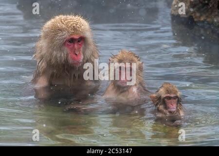 Japanische Makaken-Affen in einer heißen Quelle, Yamanochi, Nagano, Japan Stockfoto