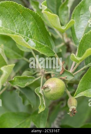 Frühe junge bildende Äpfel wachsen lässig auf Baum in Großbritannien / Cornwall hedgerow. Eine Art Russet Sorte, erwartet einige glückliche Hedgerow forager Stockfoto