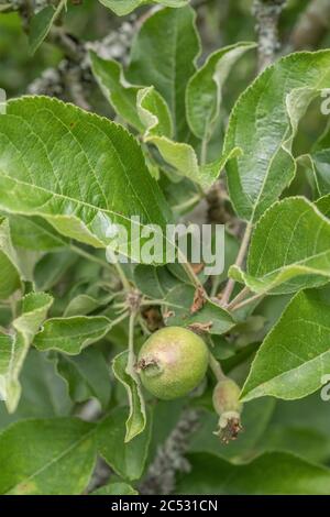 Frühe junge bildende Äpfel wachsen lässig auf Baum in Großbritannien / Cornwall hedgerow. Eine Art Russet Sorte, erwartet einige glückliche Hedgerow forager Stockfoto