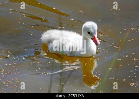 Ein Baby Trompeter Schwan oder Cygnet, nur fünf Tage alt, auf einem kleinen See in Zentral-Oregon. Stockfoto