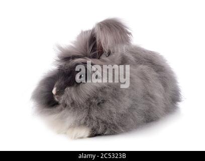 Angora vor weißem Hintergrund Stockfoto