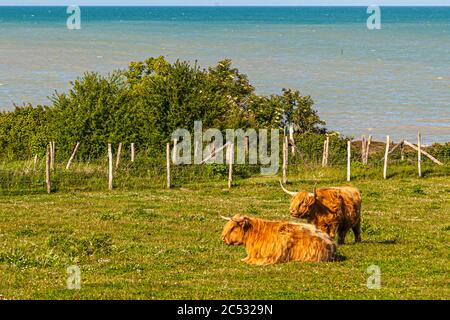 Grasen, dösen, wiederkäuen - die Langhörner auf der Weide haben jeden Tag die Meeresbrise. Ferme du Vent in der Nähe von Château Richeux, Saint-Malo, Frankreich Stockfoto