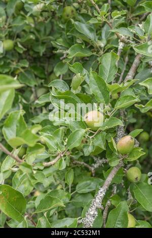 Frühe junge bildende Äpfel wachsen lässig auf Baum in Großbritannien / Cornwall hedgerow. Eine Art Russet Sorte, erwartet einige glückliche Hedgerow forager Stockfoto