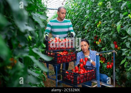 Erfolgreiche lateinamerikanische Bauernfamilie beschäftigt sich mit dem Anbau von Bio-Gemüse in Treibhaus, Sammeln Ernte von Tomaten Stockfoto