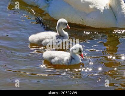 Eine Familie von Trompeter Schwanen, Cygnus buccinator, einschließlich winzigen Cygnets (Baby Schwäne) auf einem See in Zentral-Oregon. Stockfoto