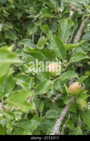 Frühe junge bildende Äpfel wachsen lässig auf Baum in Großbritannien / Cornwall hedgerow. Eine Art Russet Sorte, erwartet einige glückliche Hedgerow forager Stockfoto