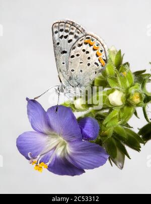 Portrait eines Volcano Blue Butterfly, auf einer Wildblume entlang des Metolius River in Zentral-Oregon. Stockfoto