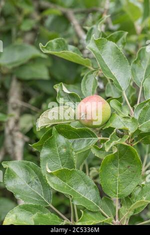 Frühe junge bildende Äpfel wachsen lässig auf Baum in Großbritannien / Cornwall hedgerow. Eine Art Russet Sorte, erwartet einige glückliche Hedgerow forager Stockfoto