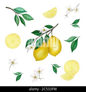 Aquarell-Zitrone-Kollektion mit Zitronenzweig, Zitronenscheiben, Blumen und Blättern, Aquarell-Zitrone-Frucht-Illustration-Set Stockfoto