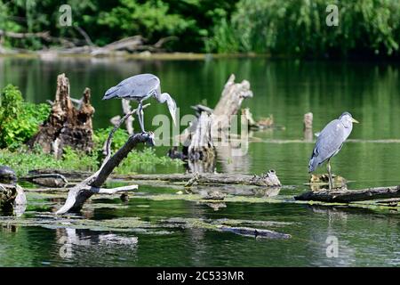 Wien, Österreich. Floridsdorfer Wasserpark in Wien. Blaureiher (Ardea cinerea). Stockfoto