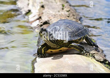 Wien, Österreich. Floridsdorf Wasserpark in Wien. Schildkröte auf einem Baumstamm. Gelbbauchiger Schieber (Trachemys scripta scripta) Stockfoto