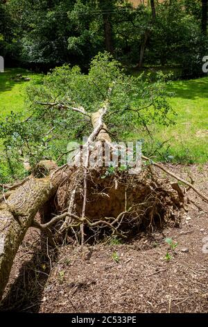 Eiche Baum, Wurzel, am unteren Rand von, Buche Baum, Nahaufnahme, Wald, Horizontal, verflochten, Komplexität, groß, Natur, alt, im Freien, abgerissen, Stockfoto