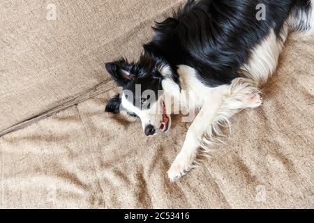 Lustige Portrait von niedlich schwelenden Hunderandkollie auf der Couch. Neues nettes Familienmitglied, kleiner Hund zu Hause, das auf Belohnung wartet. Konzept für Tierpflege und Tiere Stockfoto