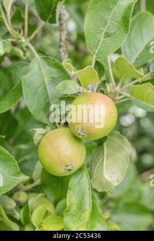 Frühe junge bildende Äpfel wachsen lässig auf Baum in Großbritannien / Cornwall hedgerow. Eine Art Russet Sorte, erwartet einige glückliche Hedgerow forager Stockfoto