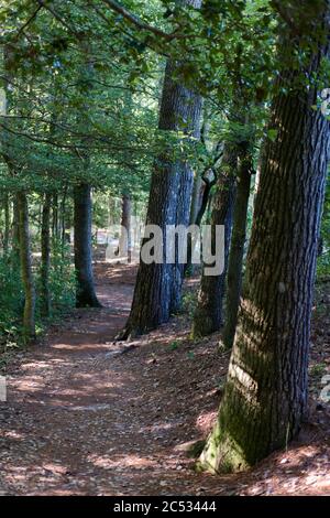 Ein Spaziergang auf einem Waldweg in Trap Pond, Laurel, DE. Stockfoto