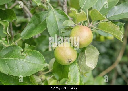 Frühe junge bildende Äpfel wachsen lässig auf Baum in Großbritannien / Cornwall hedgerow. Eine Art Russet Sorte, erwartet einige glückliche Hedgerow forager Stockfoto