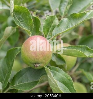 Frühe junge bildende Äpfel wachsen lässig auf Baum in Großbritannien / Cornwall hedgerow. Eine Art Russet Sorte, erwartet einige glückliche Hedgerow forager Stockfoto