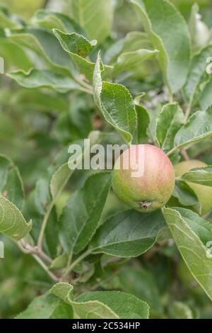 Frühe junge bildende Äpfel wachsen lässig auf Baum in Großbritannien / Cornwall hedgerow. Eine Art Russet Sorte, erwartet einige glückliche Hedgerow forager Stockfoto