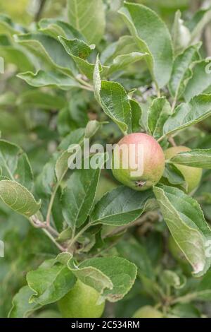 Frühe junge bildende Äpfel wachsen lässig auf Baum in Großbritannien / Cornwall hedgerow. Eine Art Russet Sorte, erwartet einige glückliche Hedgerow forager Stockfoto