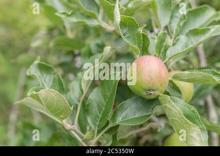 Frühe junge bildende Äpfel wachsen lässig auf Baum in Großbritannien / Cornwall hedgerow. Eine Art Russet Sorte, erwartet einige glückliche Hedgerow forager Stockfoto