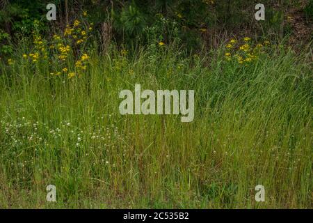 Schichten von lebendigen Farben von Wildblumen und hohen Gräsern in einer geöffneten Prärie mit Bäumen im Hintergrund im späten Frühling an einem sonnigen Tag Stockfoto