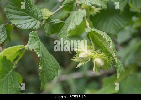 Bilden von grünen unreifen Nüssen oder Früchten von Hazel / Corylus avellana wächst in einer Cornwall Heckenhaus. Quelle von gemeinsamen essbaren Haselnuss. Stockfoto