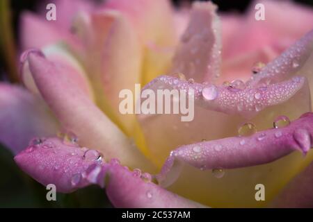 Makrofoto einer rosa und gelben Rose mit Regentropfen auf Blütenblättern. Stockfoto