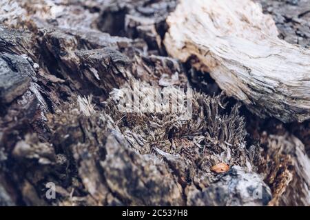 Nahaufnahme von oben auf alten Birkenstumpf bei Tageslicht Stockfoto