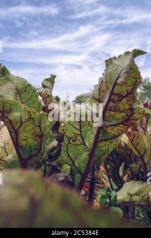 Nahaufnahme der wachsenden Rübenblätter mit blauem Himmel auf dem Hintergrund Stockfoto