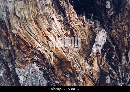 Nahaufnahme eines Teils des verschimmelten Baumes von Birke Stockfoto