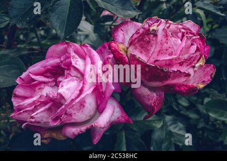 Schöne Paar lebendige rosa Rosen mit Flecken und verwelkten Teilen und dunkel blaugrün Blätter Stockfoto