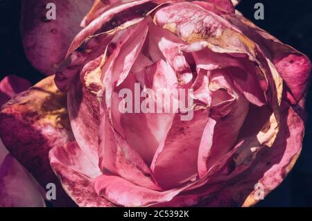 Makro-Aufnahme von schönen Rosenkopf in Blüte mit Flecken und verwelkten Teilen als ein Konzept der Schönheit, wie Sie sind und welches Alter Sie sind Stockfoto