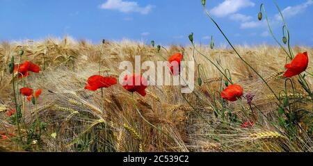 Wilde Sommerblumen neben Getreidefeldern in Mecklenburg Vorpommern, Deutschland Stockfoto