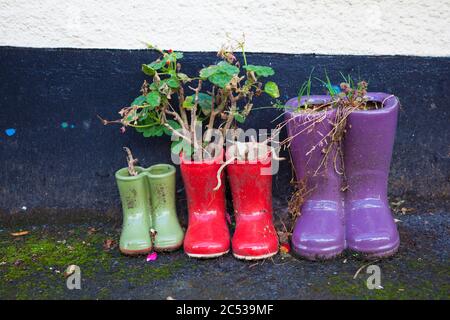 Wellington Boot Blumentöpfe Stockfoto